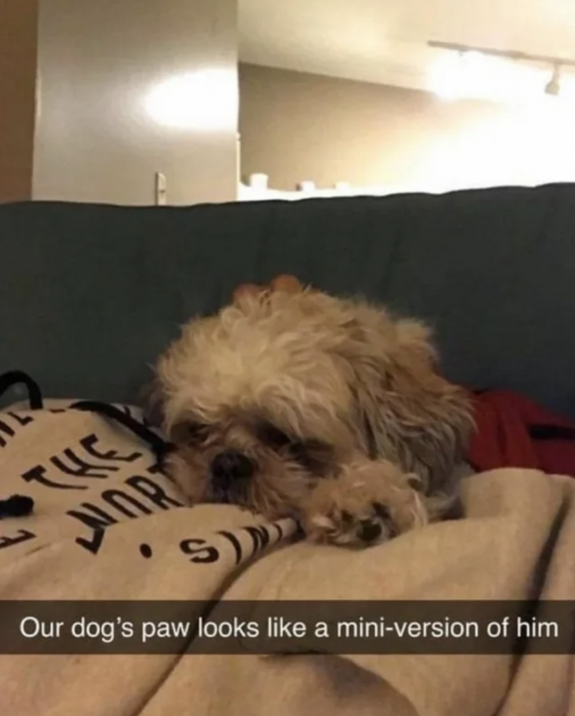 A Snapchat still of a dog that is laying down and its paw looks just like the actual dog.
