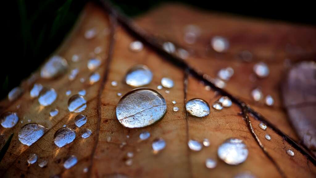 A close-up image of a log with water droplets on it. 