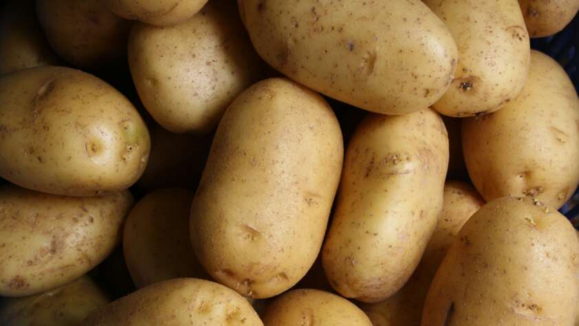 An image of a ton of golden potatoes.
