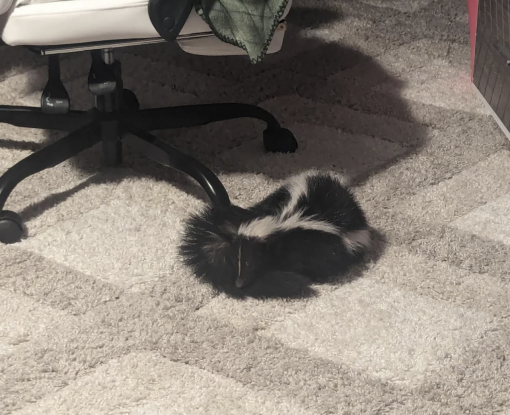 An image of a skunk that ended up in someone's office space. 