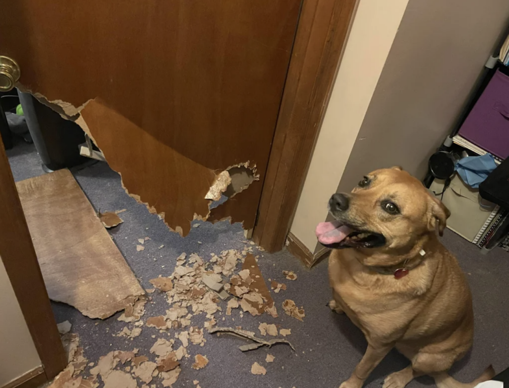 An image of a dog that ran through a door. 