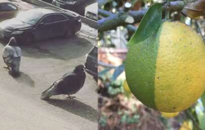A collage of a lemon lime hybrid and a couple of pigeons that look huge next to cars.