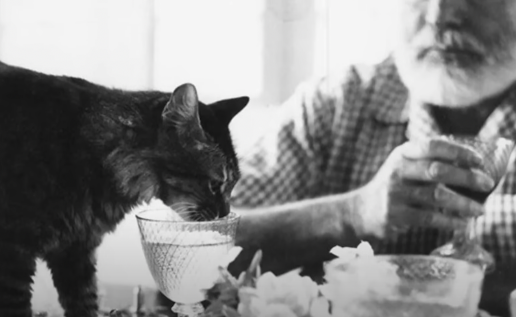 A cat drinks out of a glass in front of Ernest Hemingway. 