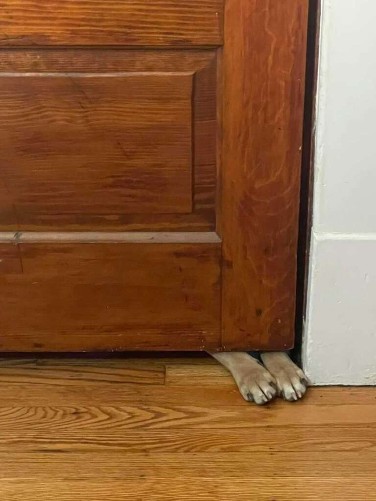 Dogs front paws sticking under a closed door