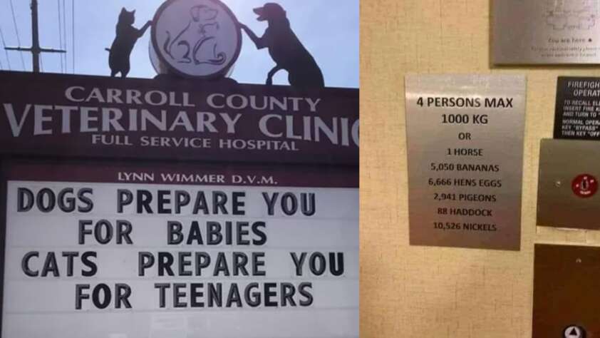 A collage of funny vet clinic signs and an elevator sign.