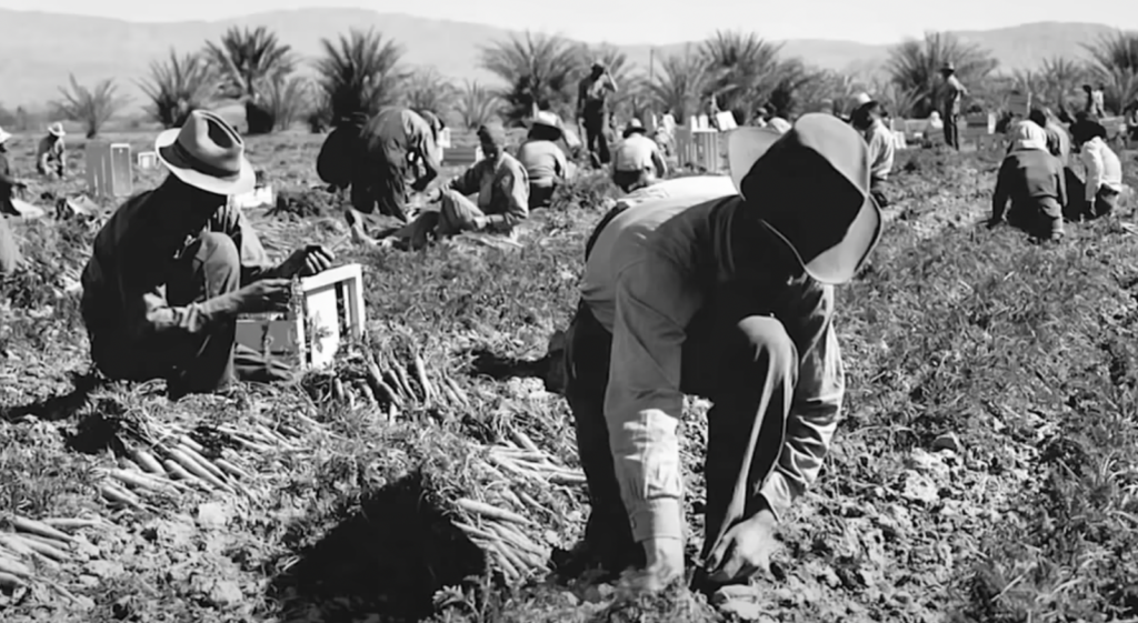 Black and white photo of more people picking the fields back in the day. 