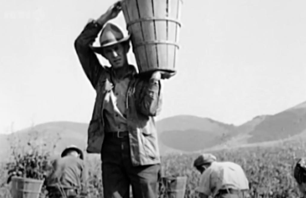 Black and white photo of people picking fields back in the day. 