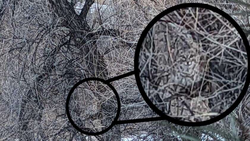 cat hiding in the woods