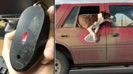 The image is split into two: the left shows a hand holding an upside-down computer mouse with a visible LED light, and the right shows a dog half escaping through a car window, creating the illusion that the mouse's light is controlling the dog.
