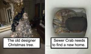 A split image: on the left, an elaborate Christmas tree adorned with gold and blue ornaments in a living room; on the right, a crab inside a ceramic sink with the mildly infuriating caption "Sewer Crab needs to find a new home.