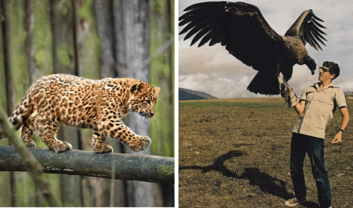 15 Endangered Animals That Need Our Help - The Scroller