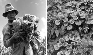 Left image: A person in a straw hat carrying multiple pineapples in a field. Right image: Dense foliage with large leaves, likely a jungle or forest setting. Both images are in black and white, emphasizing textures and contrasts.