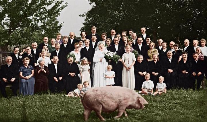 A large group of people, dressed formally, pose outdoors on grass for a wedding photo. At the front, a bride and groom smile. Several children and a pig are in the foreground. Trees are in the background.