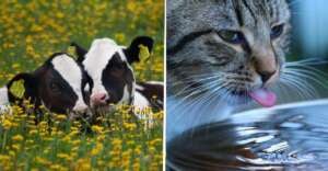 The image is split: on the left, two calves with yellow ear tags rest in a field of yellow flowers; on the right, a close-up of a tabby cat drinking water with its tongue out.