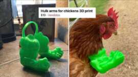 Two images: Left shows a 3D-printed set of green muscular arms labeled "Hulk arms for chickens 3D print" priced at $10. Right shows a chicken wearing these green arms, giving it a humorous, muscular appearance.