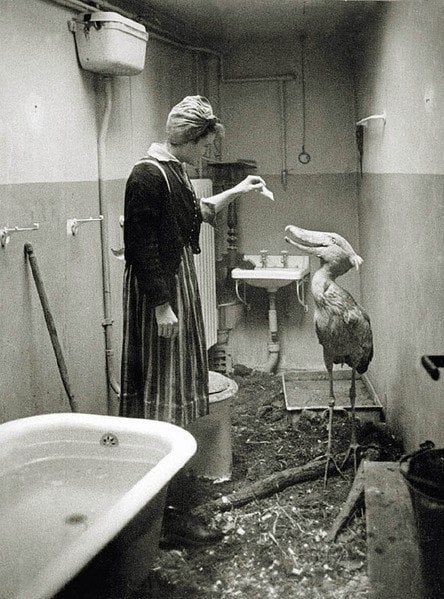A woman in a headscarf and dress feeds a shoebill bird in a small, bare room with a bathtub. The floor is dirt-covered, and various cleaning supplies are visible in the background.