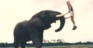 A person wearing shorts and a headscarf is lifted off the ground by sitting on the tusks of a large African elephant, with trees and a cloudy sky in the background.