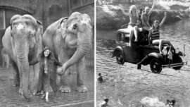 Split image: Left side shows a woman holding trunks of two elephants. Right side shows three people in swimsuits waving from a car suspended above a swimming area, with swimmers below. Both photos are black and white.