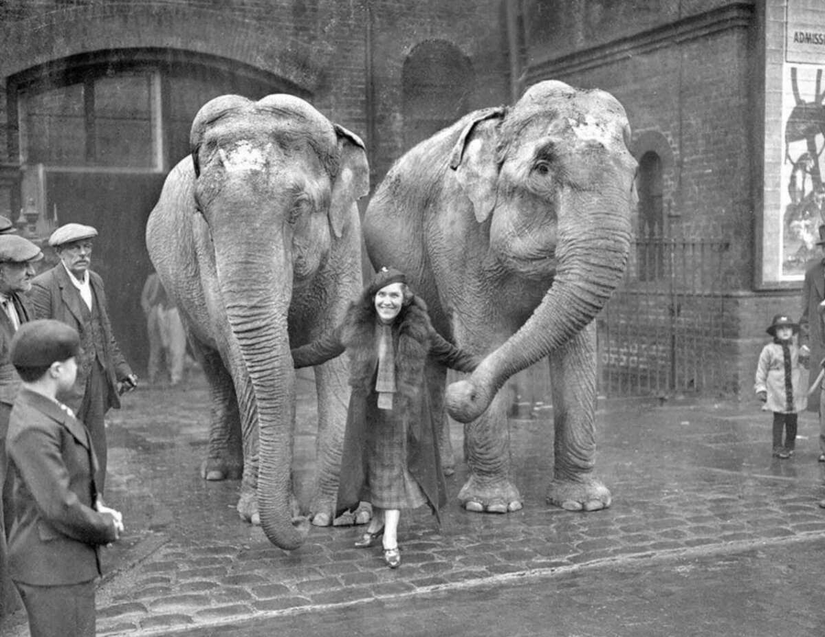 A smiling girl in a dress stands between two elephants, holding their trunks, surrounded by people on a cobblestone street in front of a brick building.