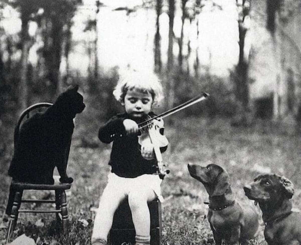 A young child plays a violin outdoors, watched closely by a black cat sitting on a chair and two small dogs sitting on the grass. Trees and foliage are visible in the background.