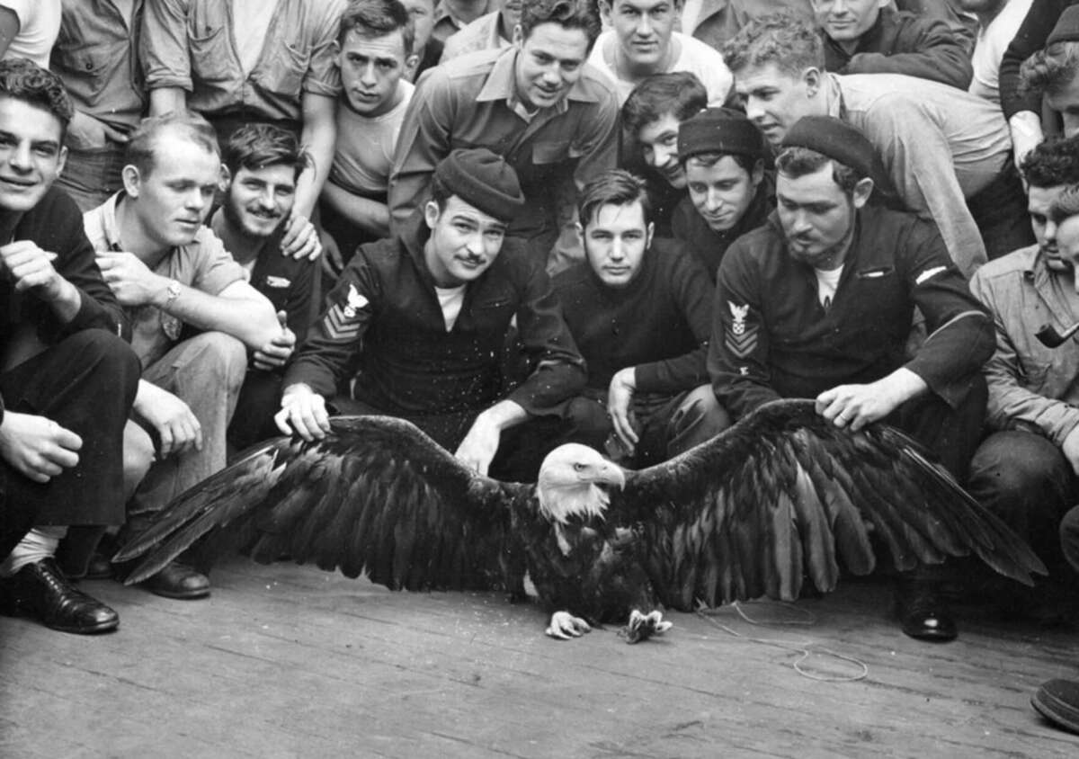 A group of sailors gathered in a circle on a ship’s deck, watching a bald eagle with its wings spread wide on the floor in the center. The men appear curious and engaged.