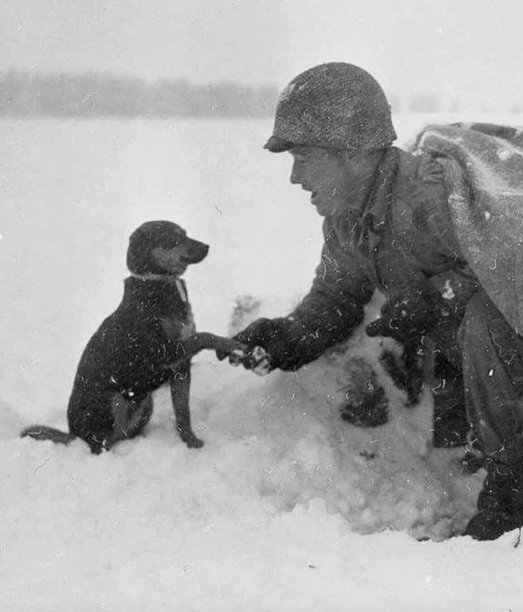 A soldier kneels in the snow, shaking hands with a small dog. Snow covers the ground and the soldier’s uniform, while the dog sits calmly, looking at the soldier.