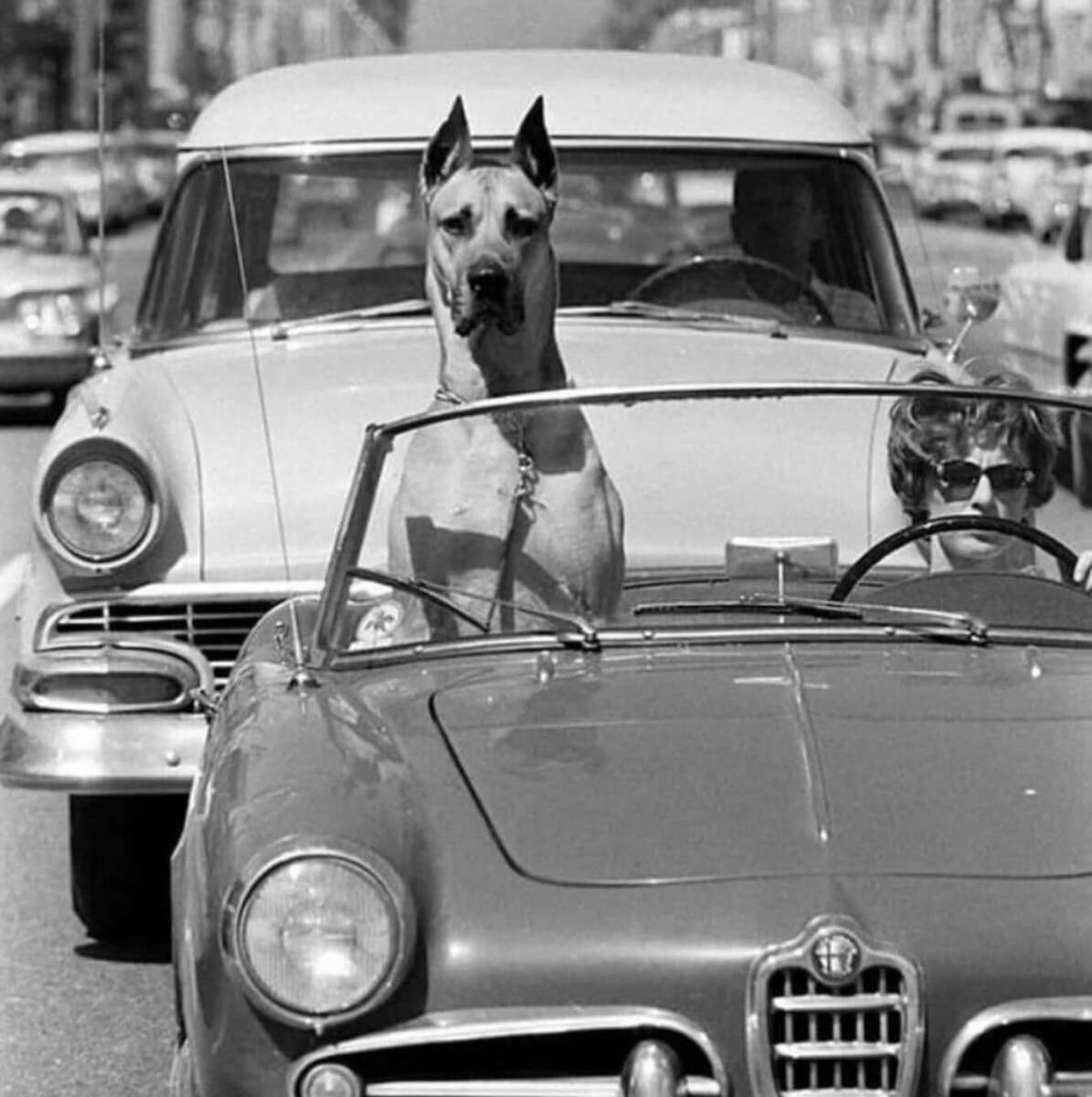A large dog sits upright in the front seat of a convertible car, appearing to drive, while a woman wearing sunglasses sits beside it. Classic cars fill the street in the background. The image is in black and white.