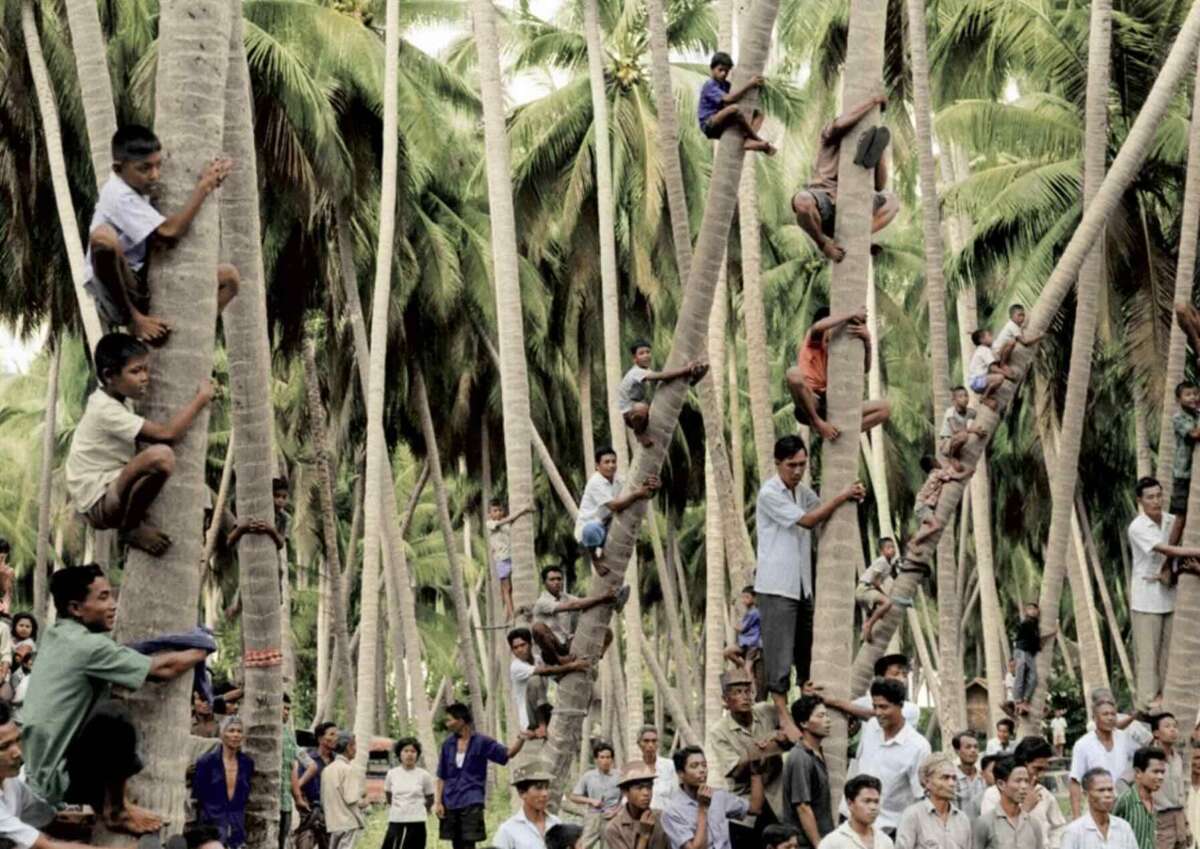 A large group of men and boys climb tall palm trees while others watch from the ground, surrounded by a dense grove of coconut palms. The scene is lively and energetic.