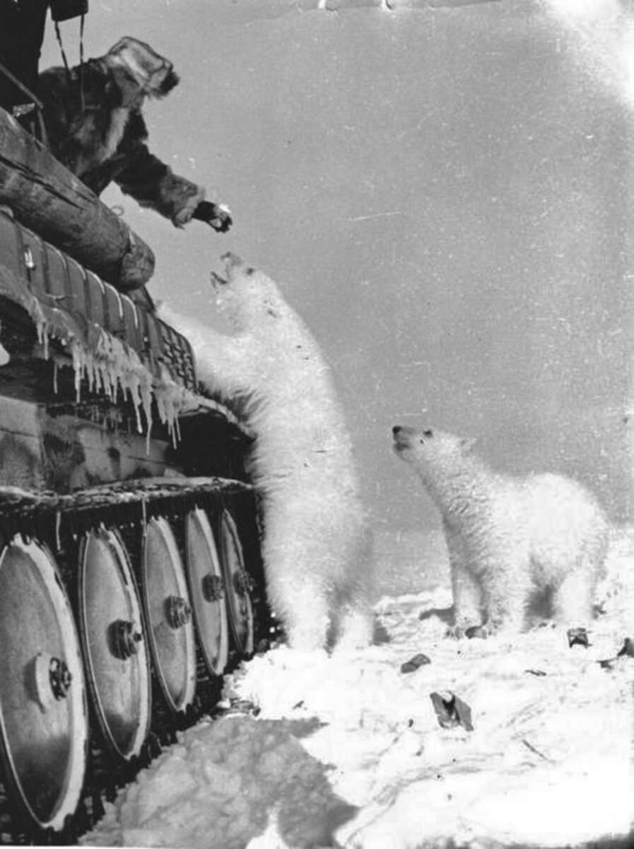 A person in winter clothing feeds two polar bears near a snow-covered tank; one bear stands with its paws on the tank’s side, while the other waits on the snowy ground.