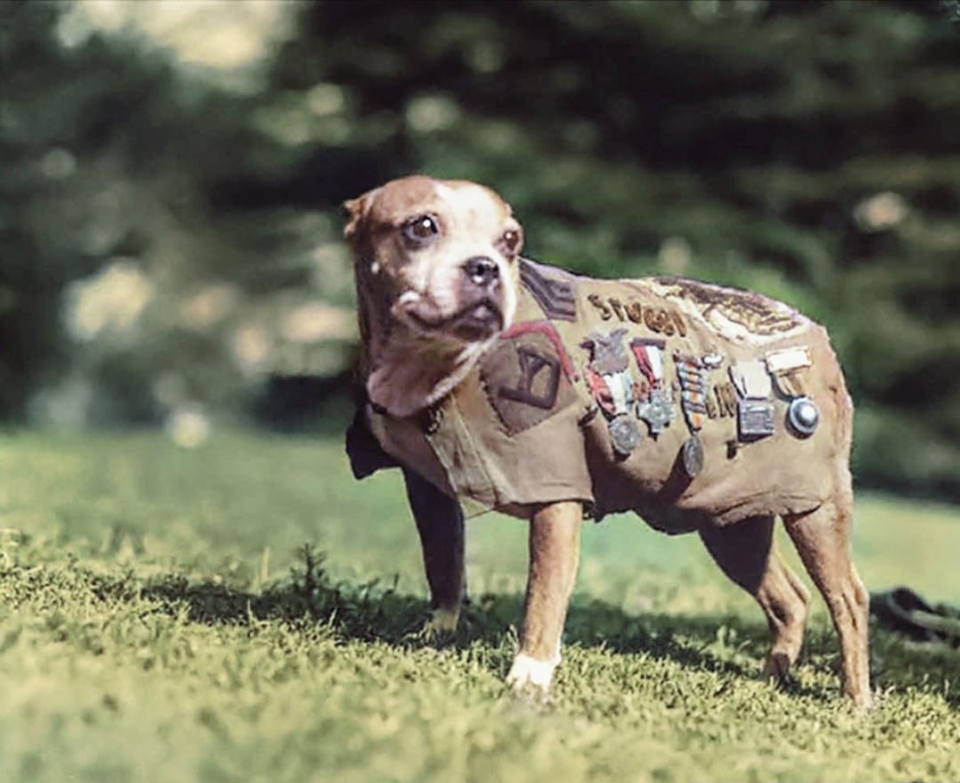 A small dog stands on grass wearing a decorated vest covered with various badges and medals, with a blurred green background of trees.