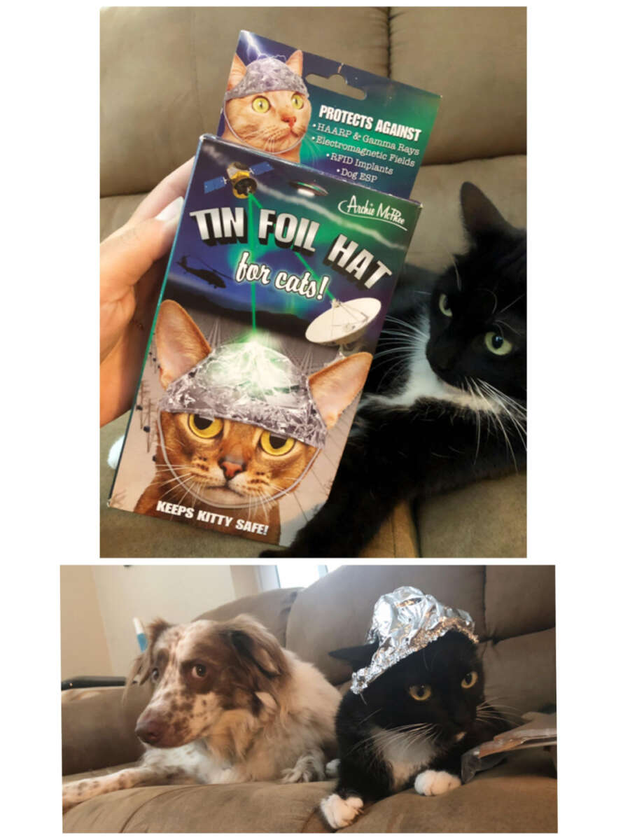 Top image: A hand holds a box labeled "Tin Foil Hat for Cats!" next to a black-and-white cat on a couch. Bottom image: A dog and the same cat, now wearing a tin foil hat, sit side by side on a couch.