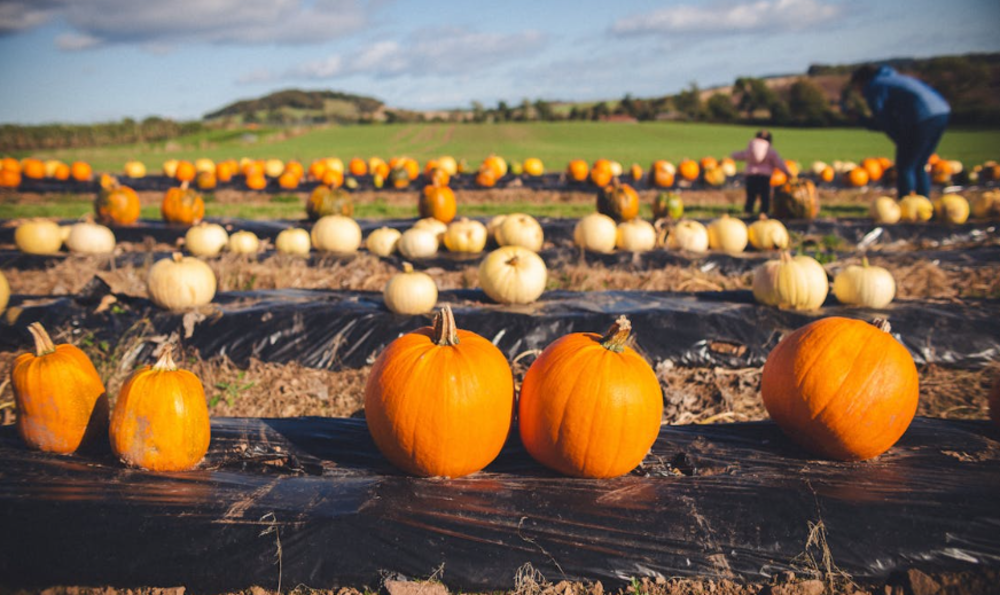 Rows of orange and white pumpkins are spread across a field on a sunny day. Two people are seen in the distance, one bending down to pick a pumpkin, with green hills in the background.