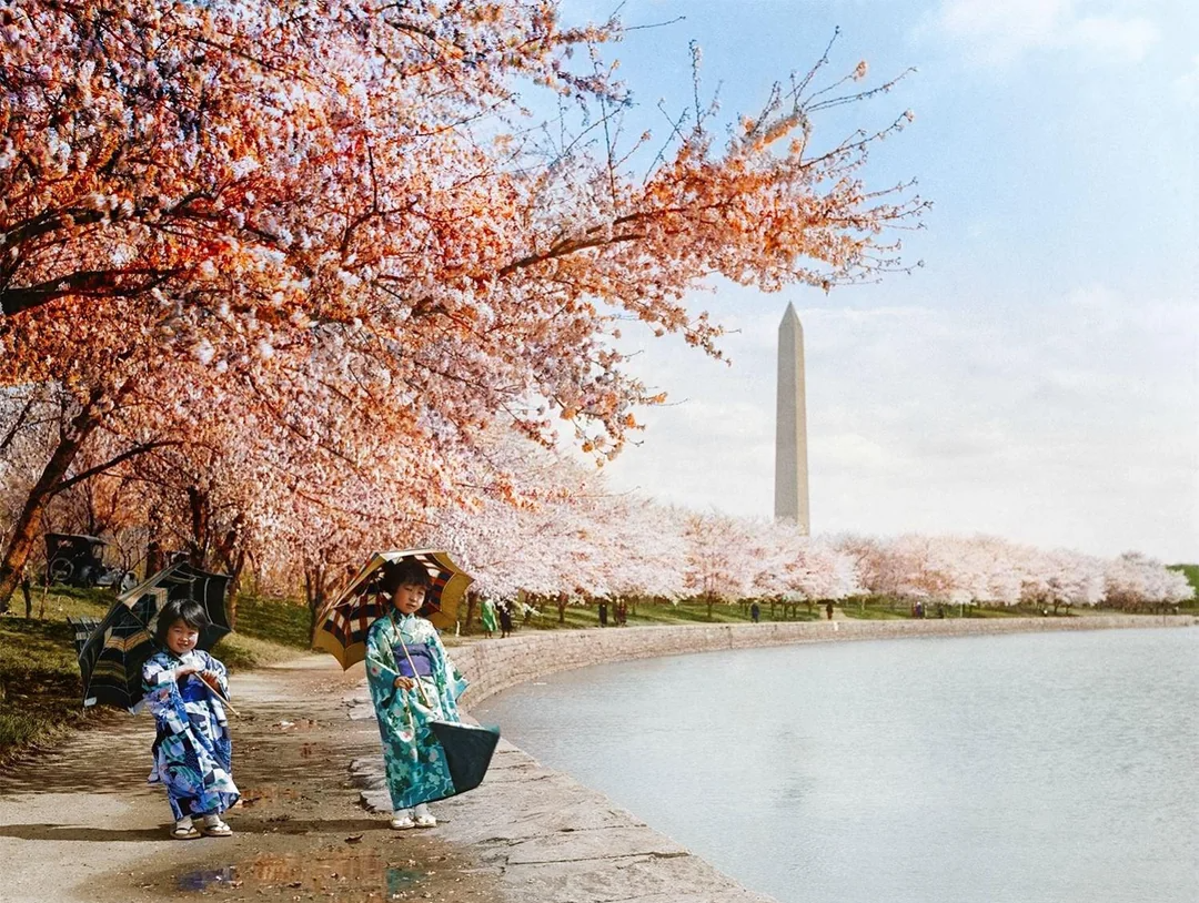 Two women in traditional kimonos walk with umbrellas under blooming cherry blossom trees along the Tidal Basin, with the Washington Monument visible in the background.