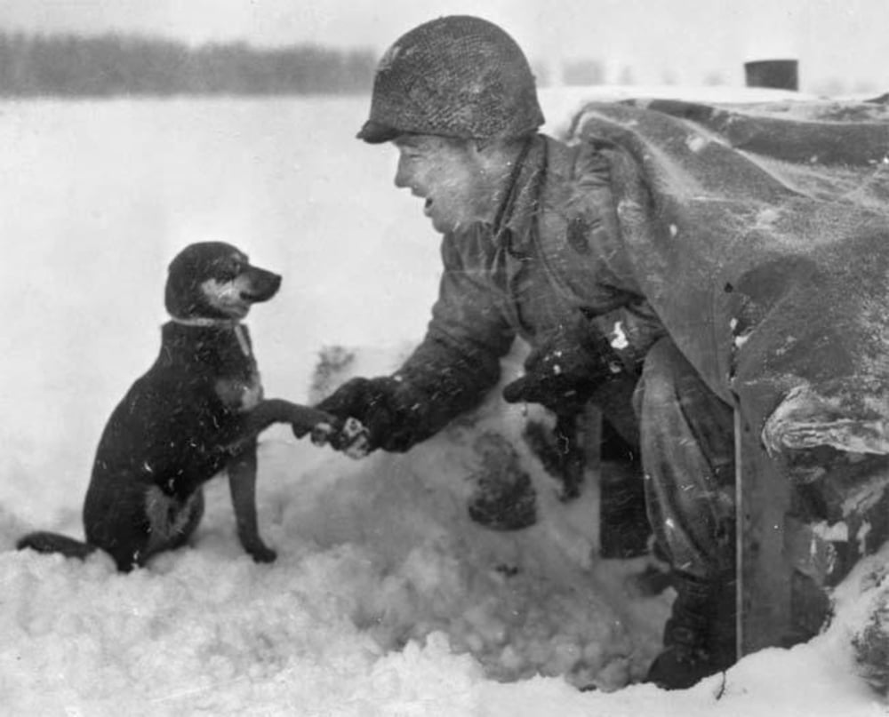 A soldier in winter gear crouches in the snow, shaking hands with a small dog. The scene is snowy and cold, with both the soldier and dog showing friendly expressions.