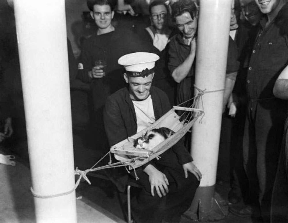 A sailor wearing a hat smiles while sitting behind a small hammock holding a cat, surrounded by other smiling people in a room with large white pillars.