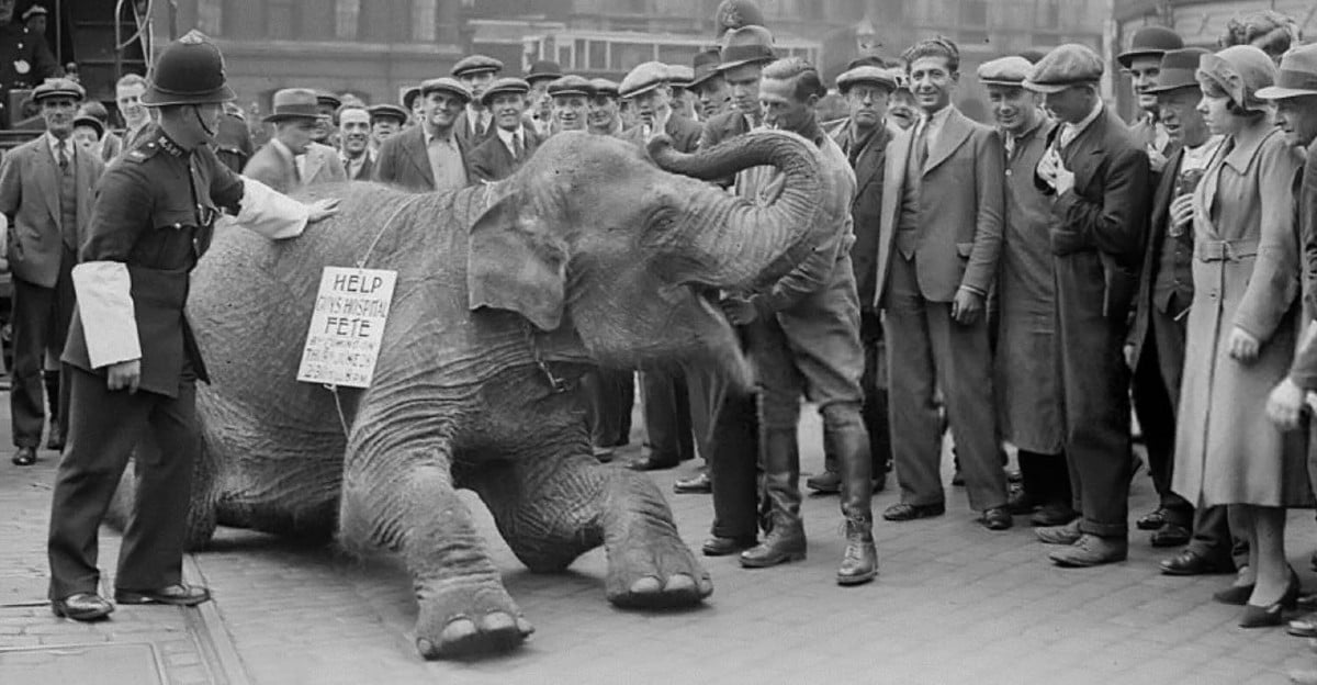 A crowd of people, including a police officer, gather around an elephant sitting on a city street. The elephant wears a sign reading "Help the Fete." The scene appears to be from an earlier era.