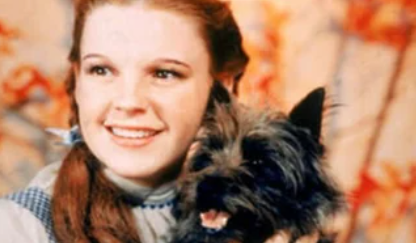 A young woman with long brown hair in pigtails, wearing a blue and white checkered dress, smiles and holds a small black and brown dog against a colorful, blurred background.