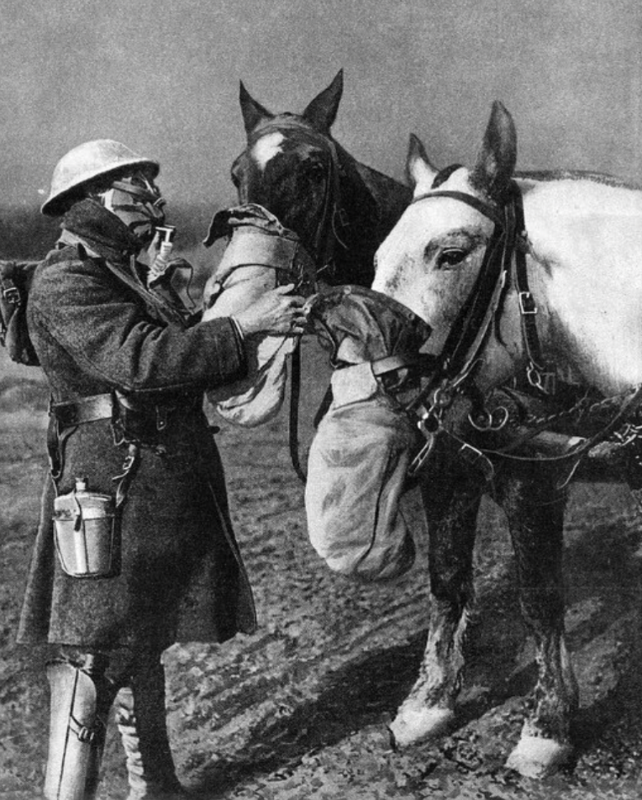 A soldier in uniform and helmet places gas masks on two horses during wartime, highlighting efforts to protect animals from chemical attacks. The image is in black and white.