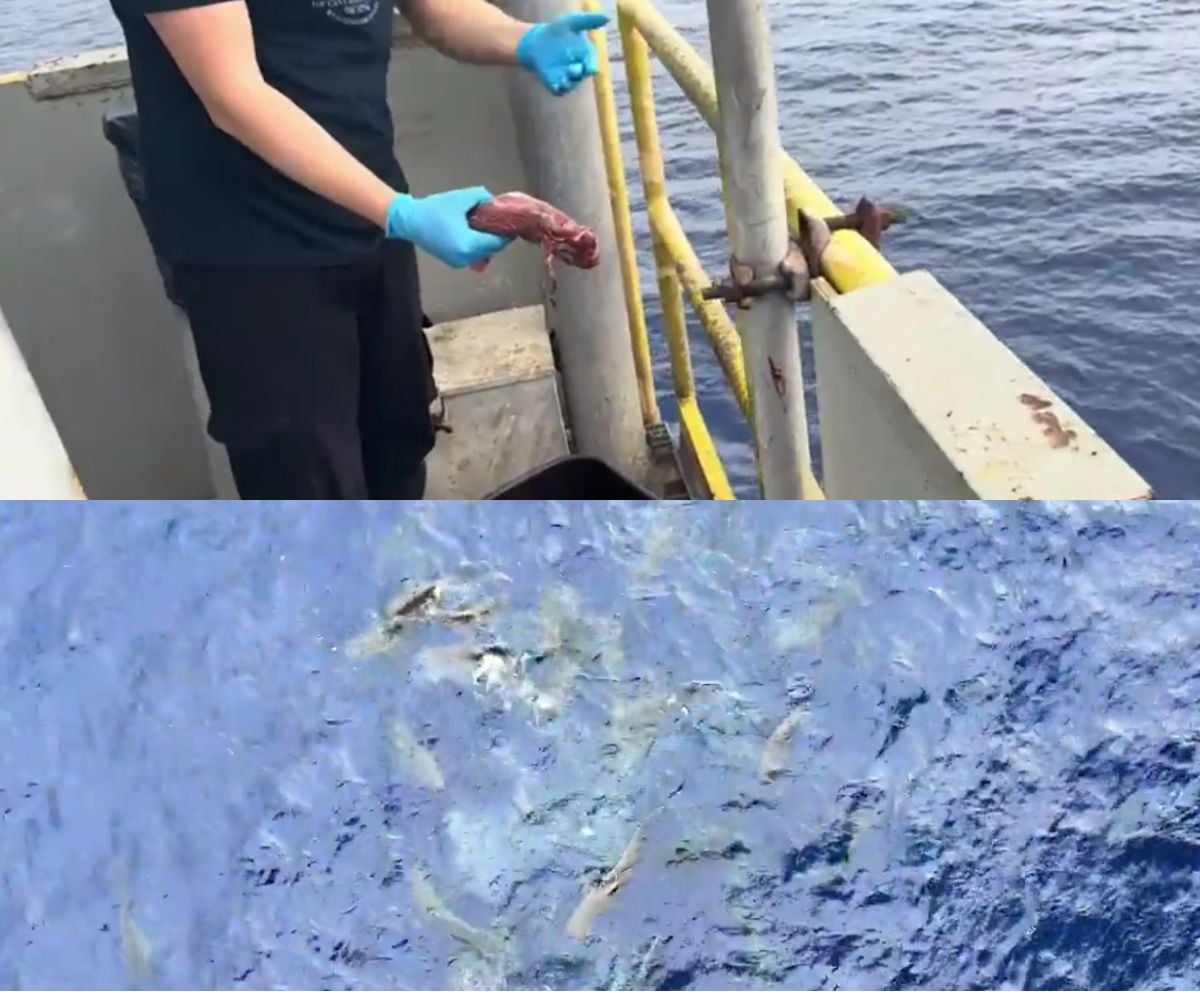 A person wearing blue gloves stands on a boat holding a piece of bait over the ocean; below, fish are visible swimming near the water’s surface.