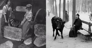 Left: Two women in old-fashioned clothing lift large ice blocks with tongs beside a cart. Right: An elderly woman sits on a bench, holding a leash attached to a cow on a tree-lined city street.
