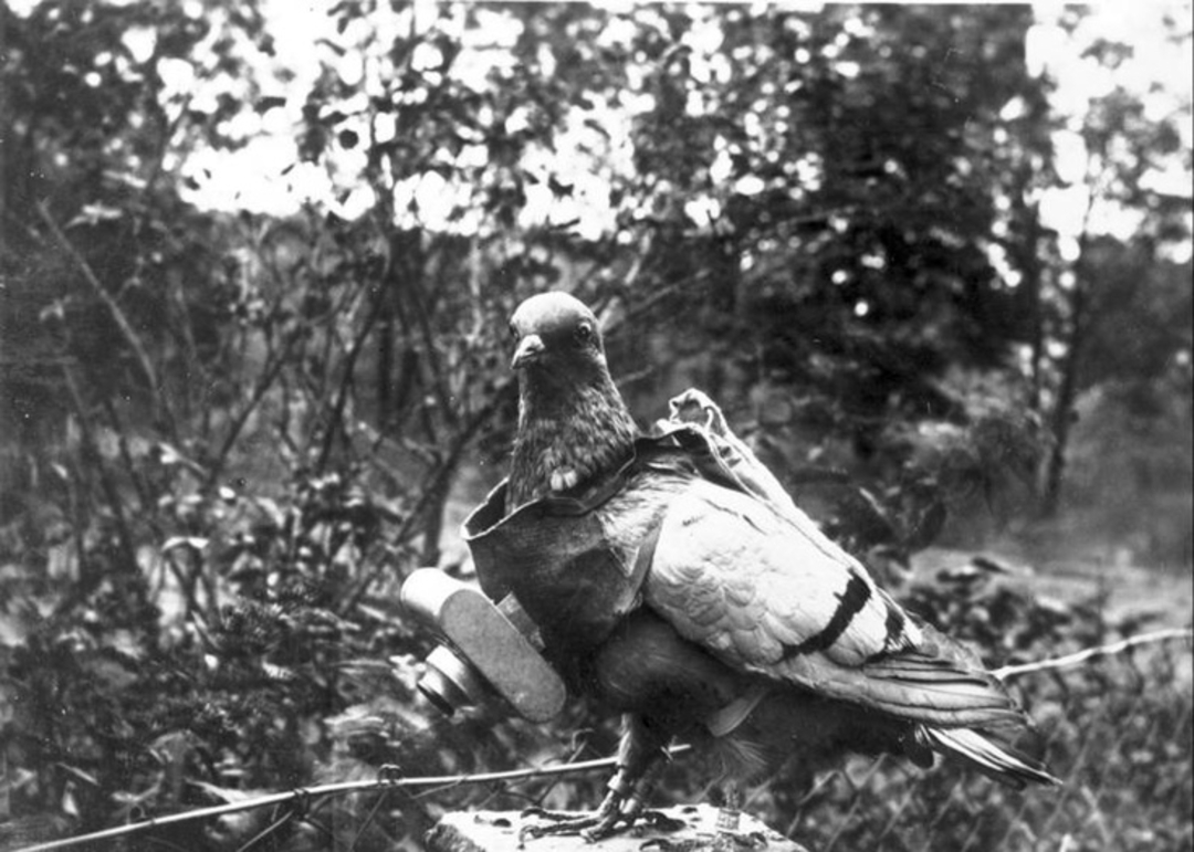 A black and white photo of a pigeon outdoors, wearing a small camera attached to its chest. Trees and foliage are blurred in the background.
