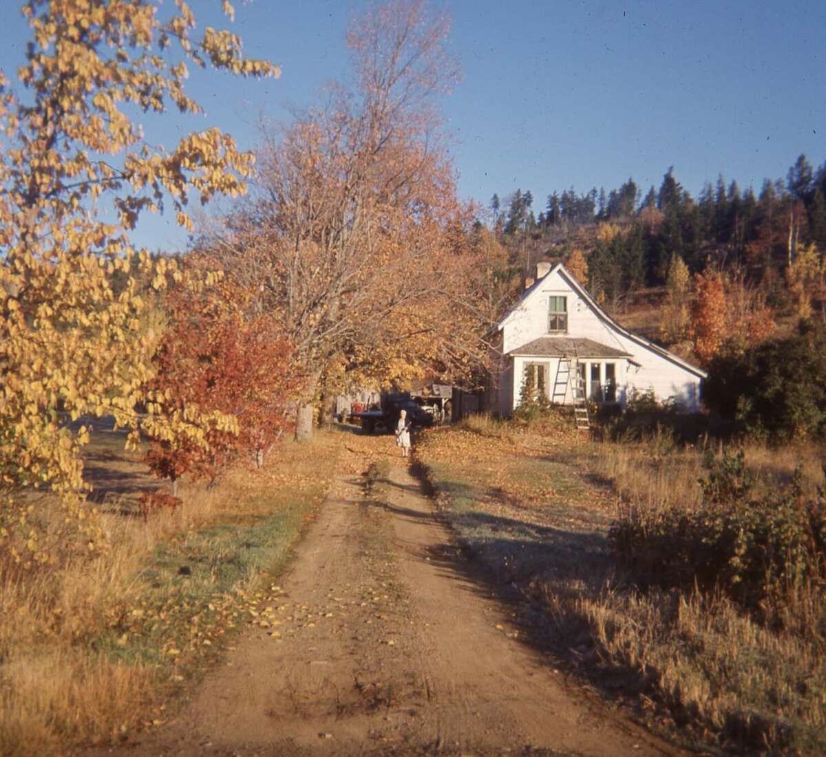 A dirt road lined with autumn trees leads to a white house with a steep roof. A person walks along the road under clear blue skies, with colorful fall leaves scattered on the ground.