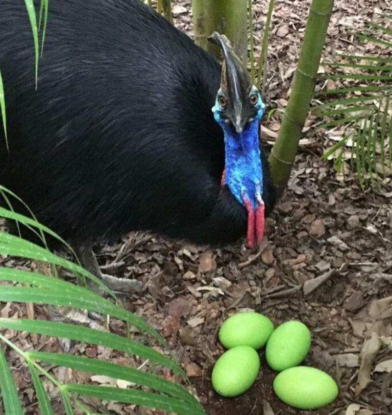 A cassowary with a vibrant blue neck stands near four bright green eggs on the ground among plants and leaves.