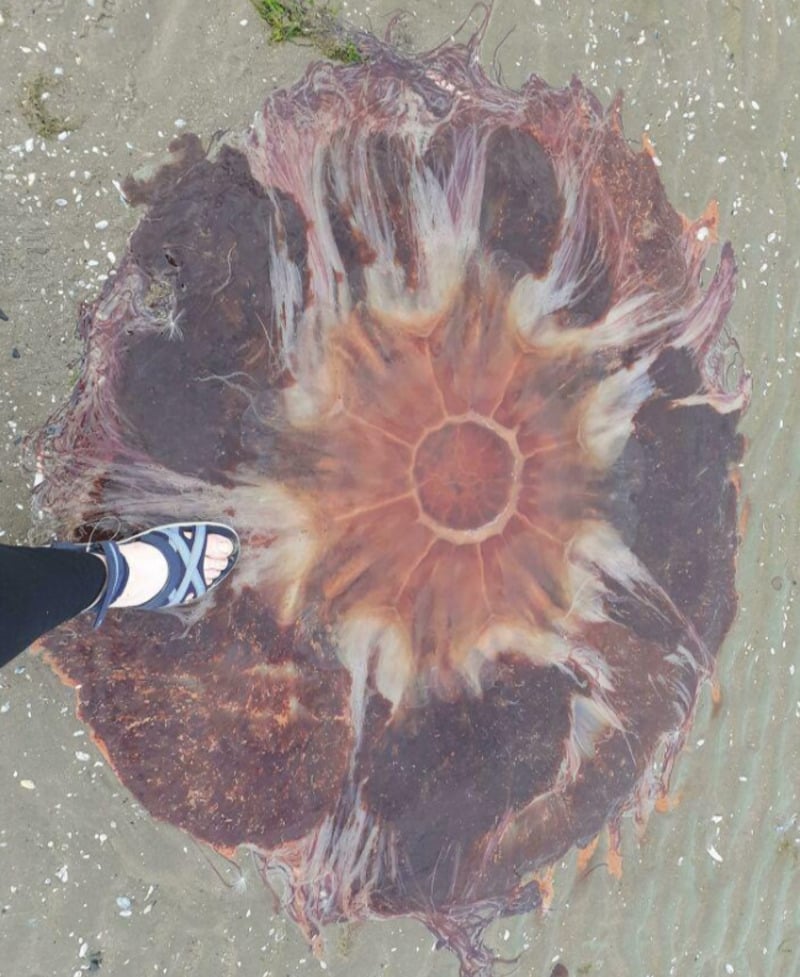 A jellyfish on the beach