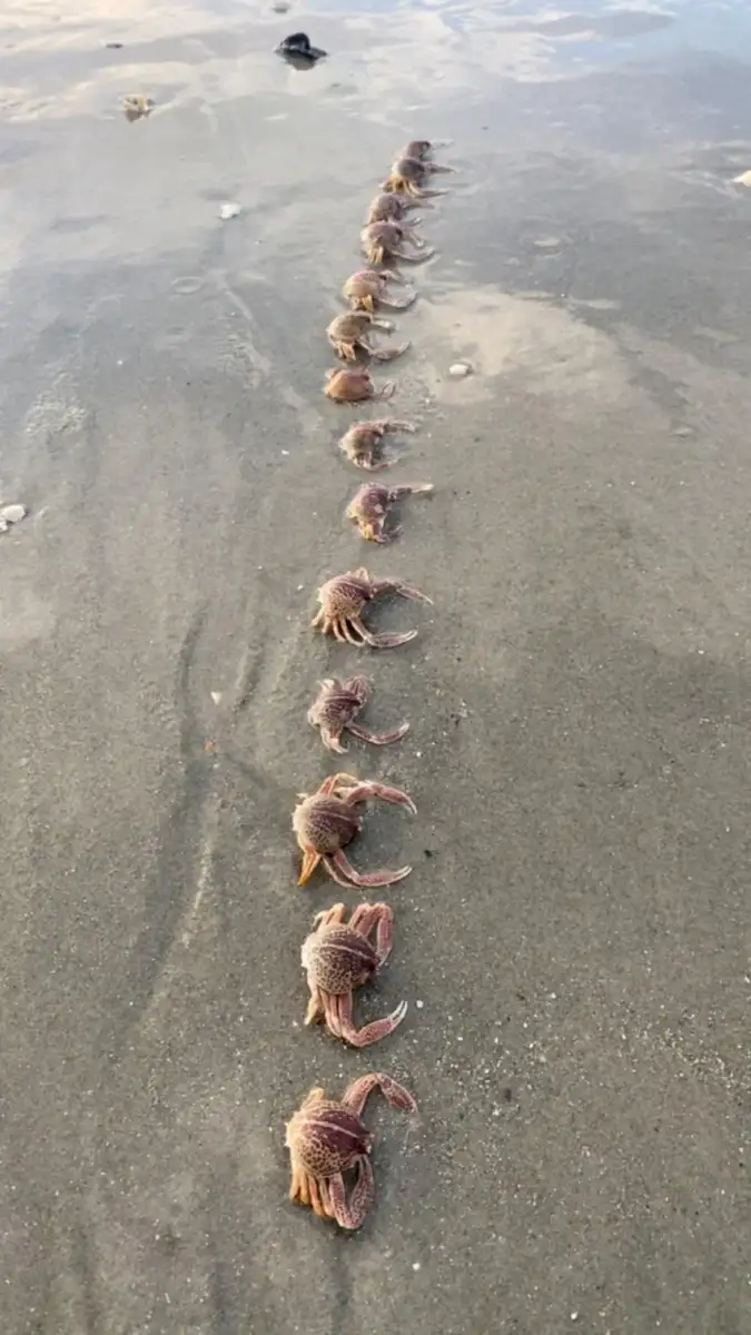 A line of hermit crabs walking in single file across wet sand on a beach, creating a visible trail behind them.