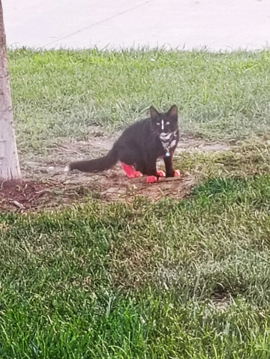 A black and white cat sits on grass near a tree, wearing red protective covers on its paws.