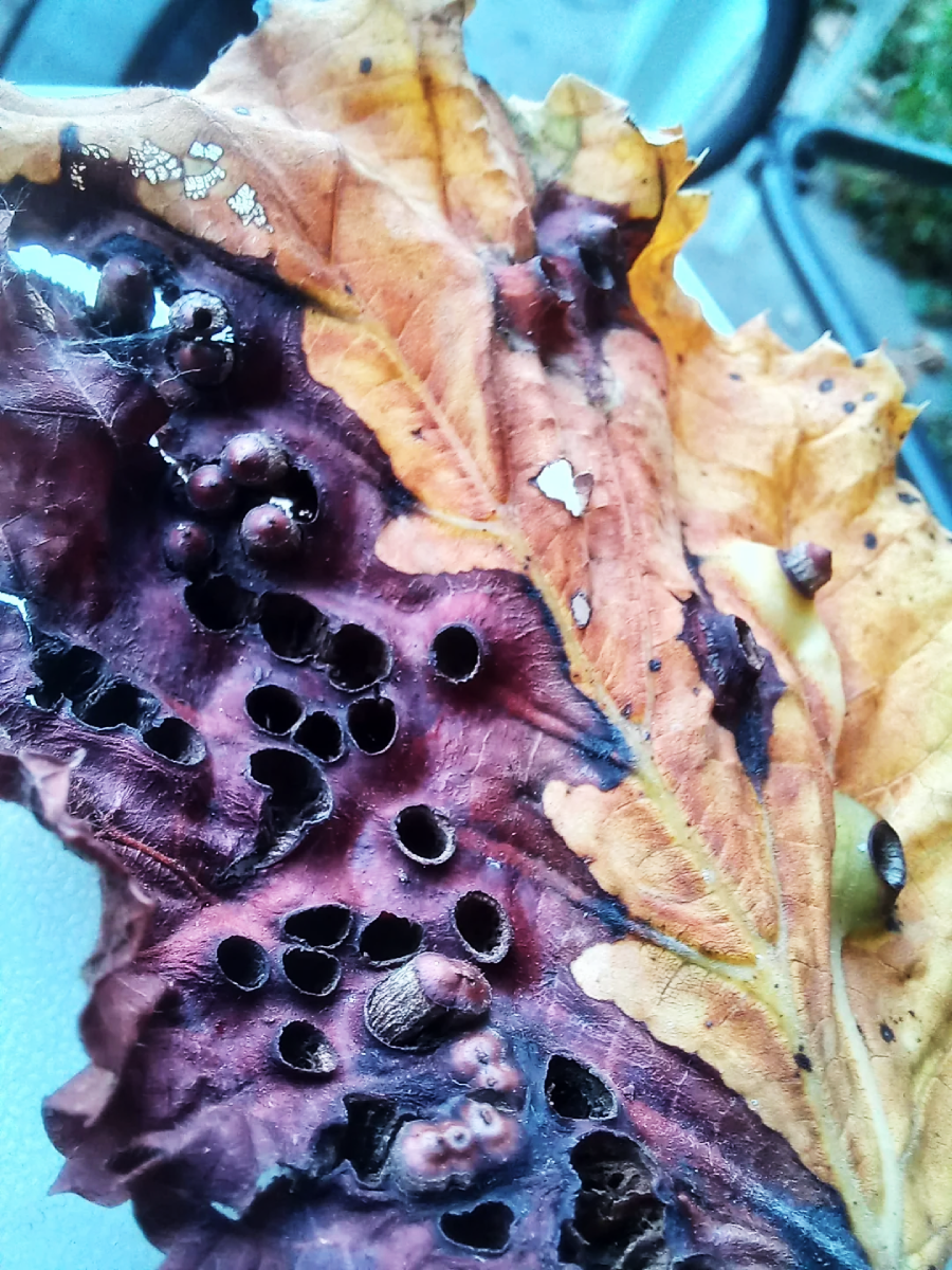 A close-up of a damaged, dry leaf with brown, yellow, and purple discoloration, containing multiple holes and several small snails or bugs clustered on its surface.
