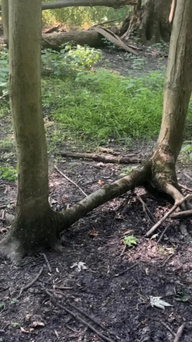 Two tree trunks stand close together, connected at the base by a single, arching root above the ground. Green grass and patches of dirt surround them in a wooded area.