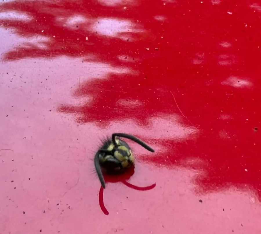 A dead wasp lies on its back on a shiny red surface, with its legs curled inward and faint reflections visible around it.