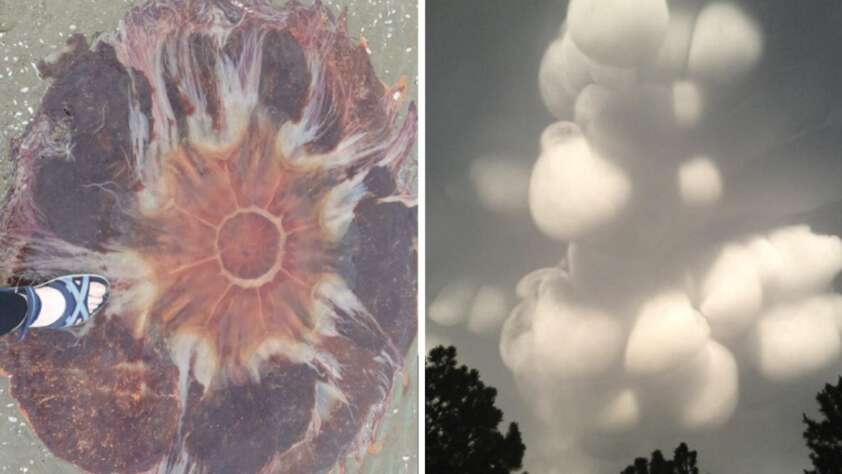 Split image: Left side shows a large jellyfish on the sand with a person’s foot in a sandal for scale; right side shows dramatic, rounded mammatus clouds in a gray sky above trees.